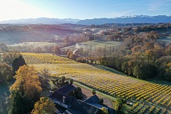 The vineyard of Domaine de Cabarrouy